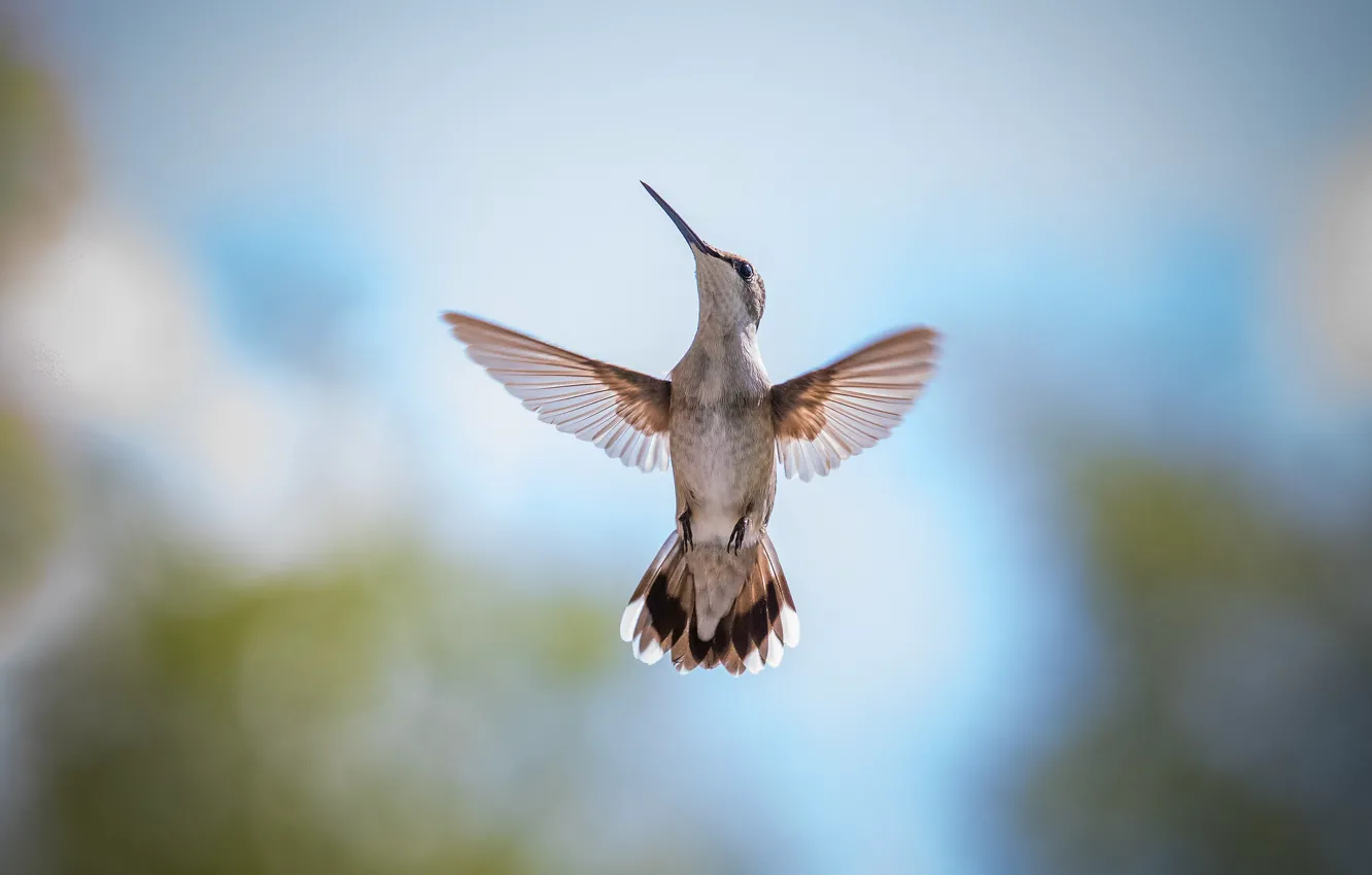 Photo wallpaper flight, bird, Hummingbird, baby