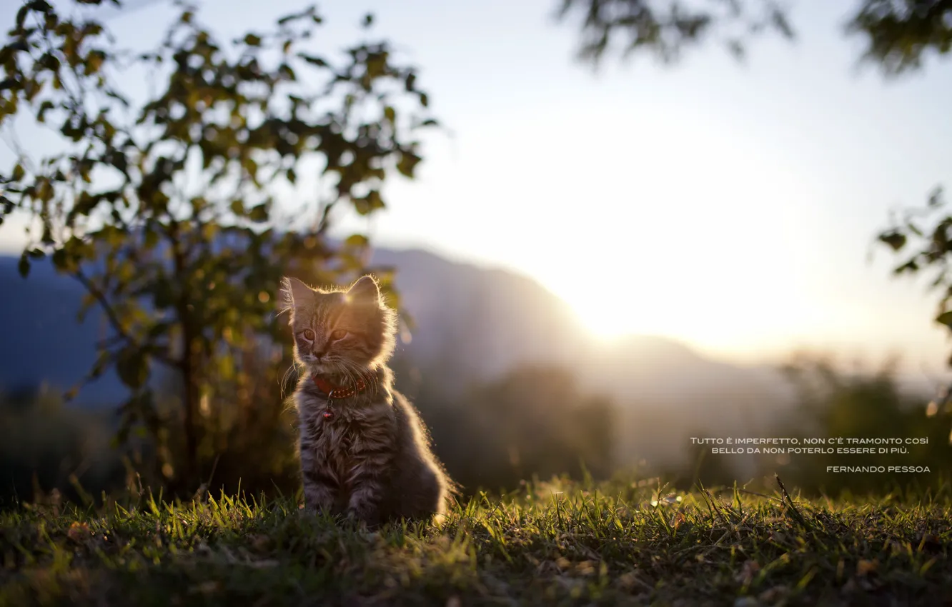 Photo wallpaper cat, grass, light, nature, the inscription, kitty, words, tsytata