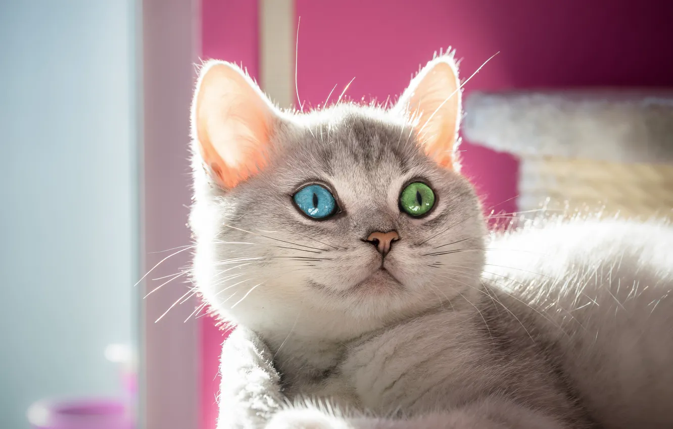 Photo wallpaper cat, cat, look, light, grey, background, sweetheart, portrait