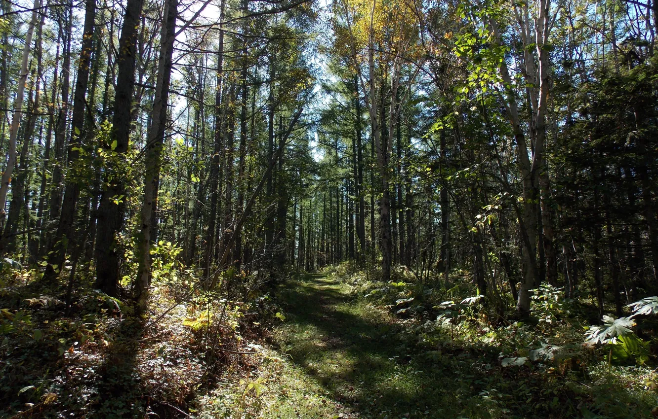 Photo wallpaper forest, trees, path, Sakhalin