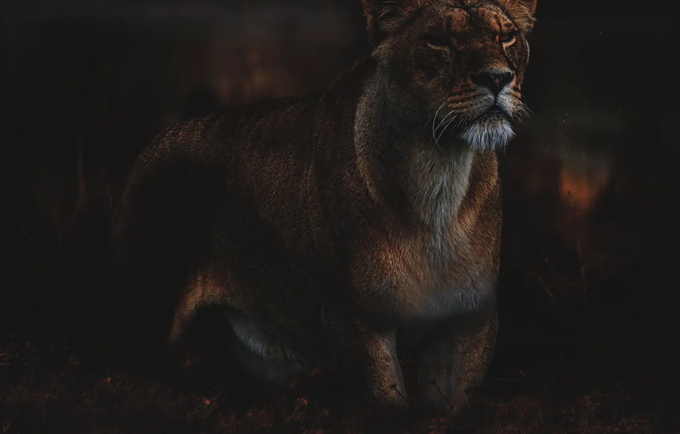 Photo wallpaper look, face, the dark background, lioness, photoart, harsh