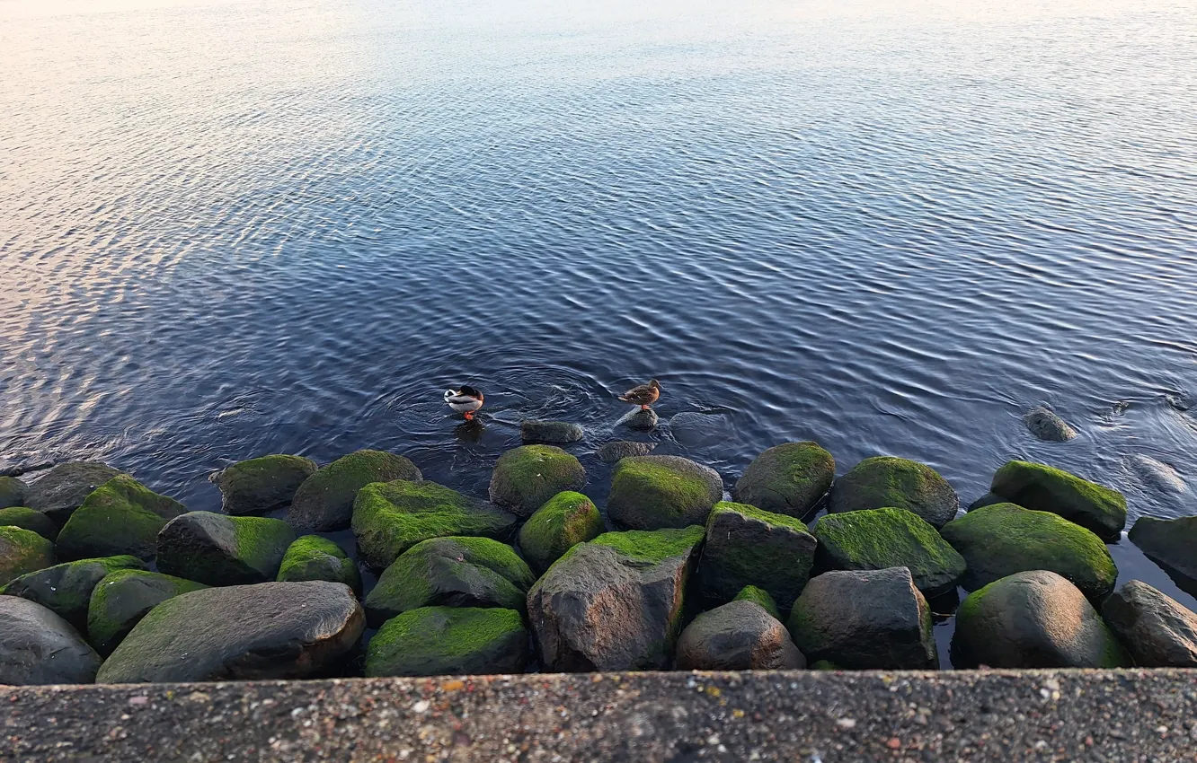 Photo wallpaper Stones, Sea, Ducks, Baltic