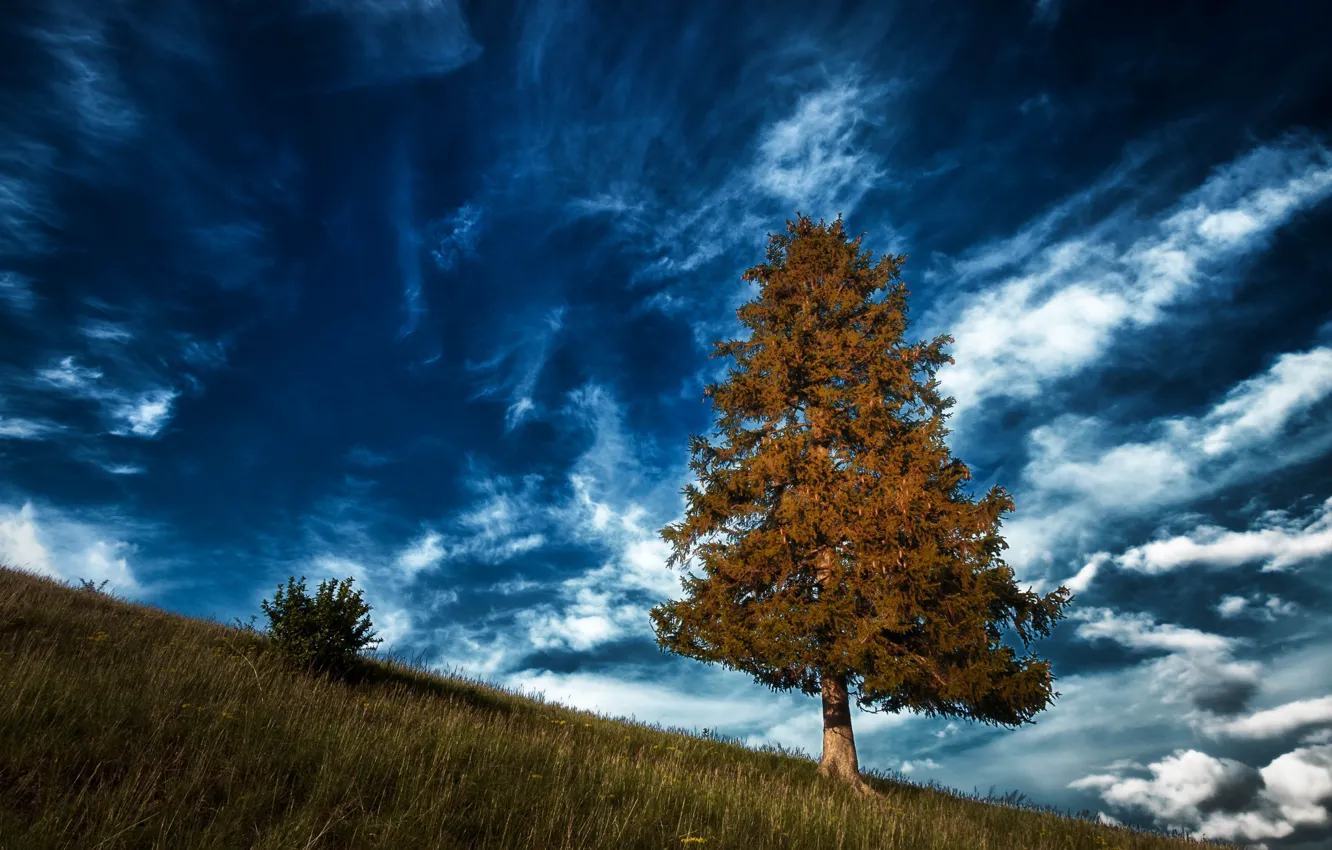 Photo wallpaper the sky, clouds, tree, Germany