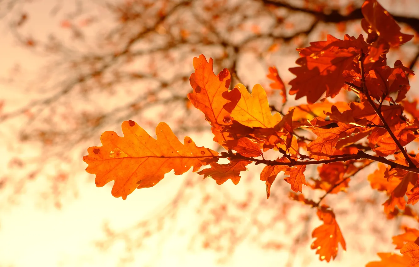 Photo wallpaper autumn, leaves, branches, bokeh, oak, autumn leaves