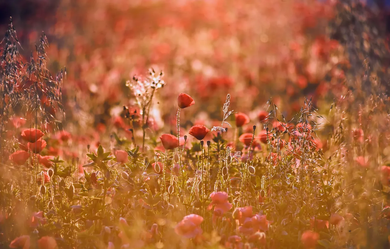 Photo wallpaper summer, nature, Maki