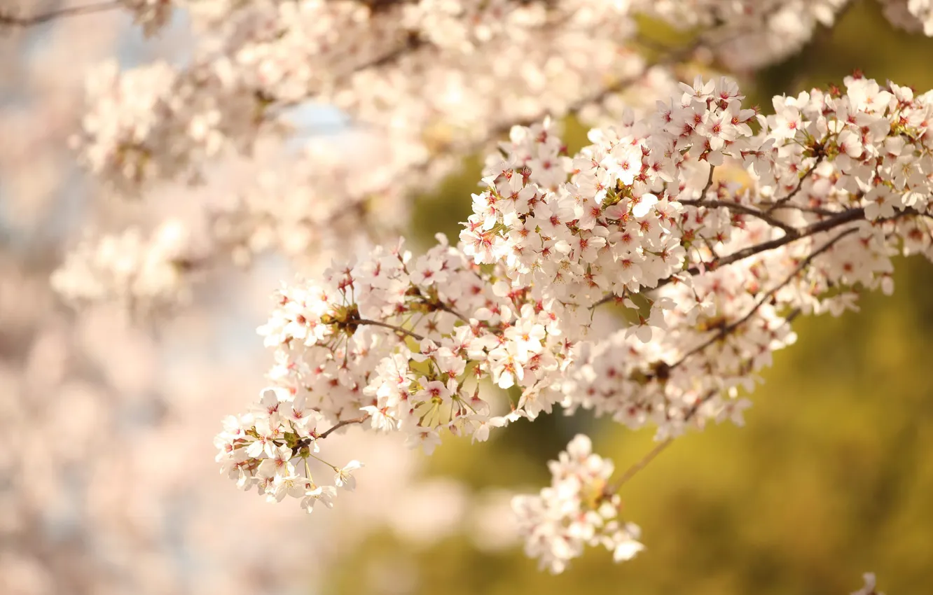 Photo wallpaper Nature, spring, flowering