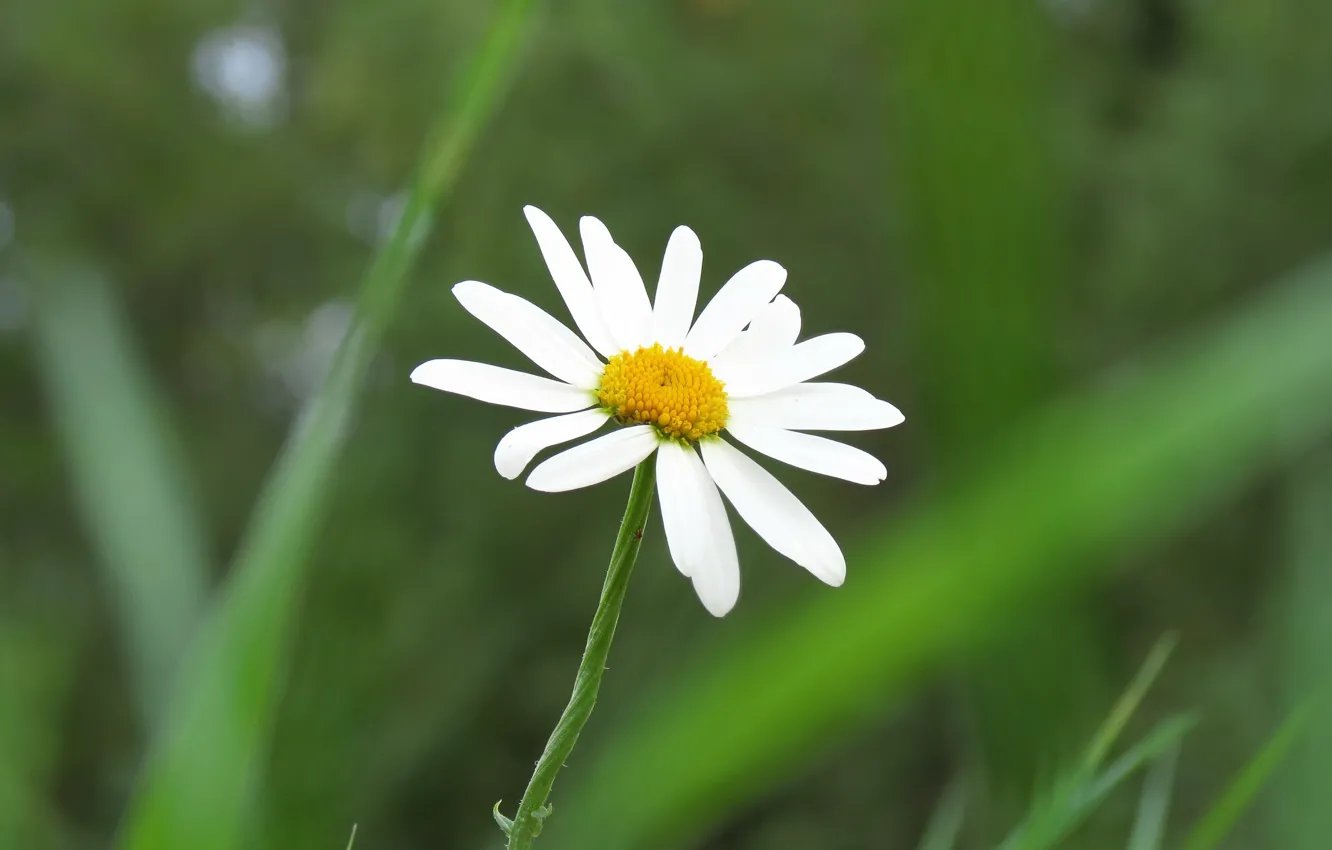 Photo wallpaper Daisy, in the grass, white petals, in the field, in the meadow, chamomile common