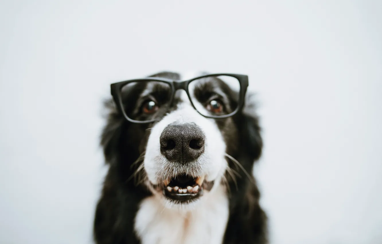 Photo wallpaper dog, wool, glasses