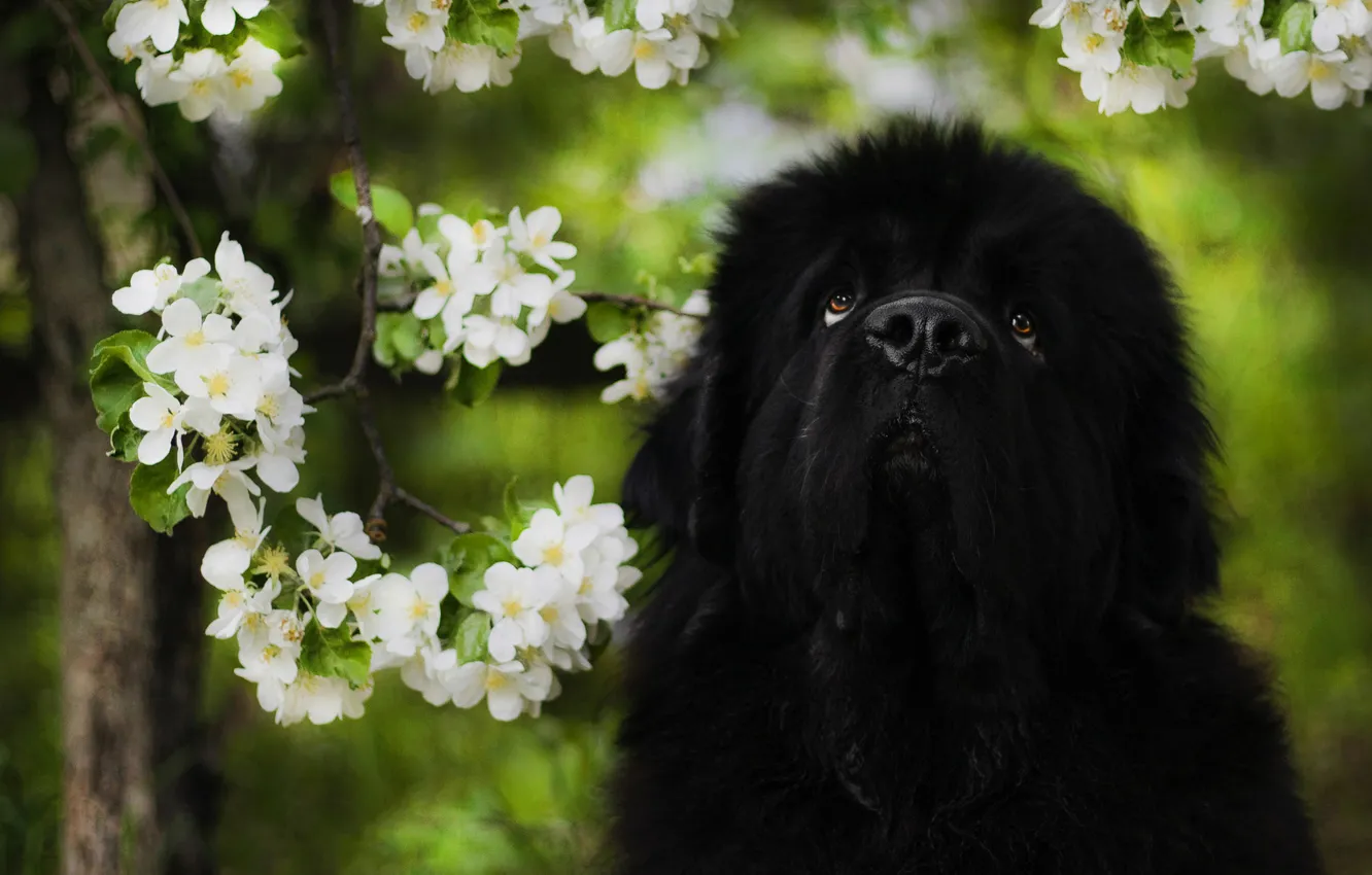 Photo wallpaper sadness, look, leaves, trees, flowers, branches, nature, pose