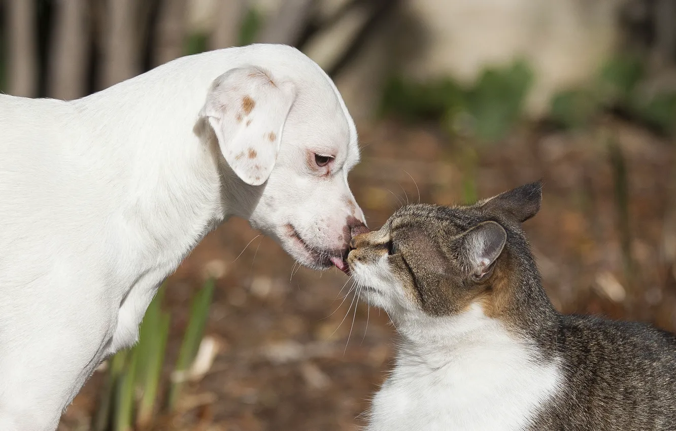 Photo wallpaper cat, cat, love, each, kiss, dog, puppy