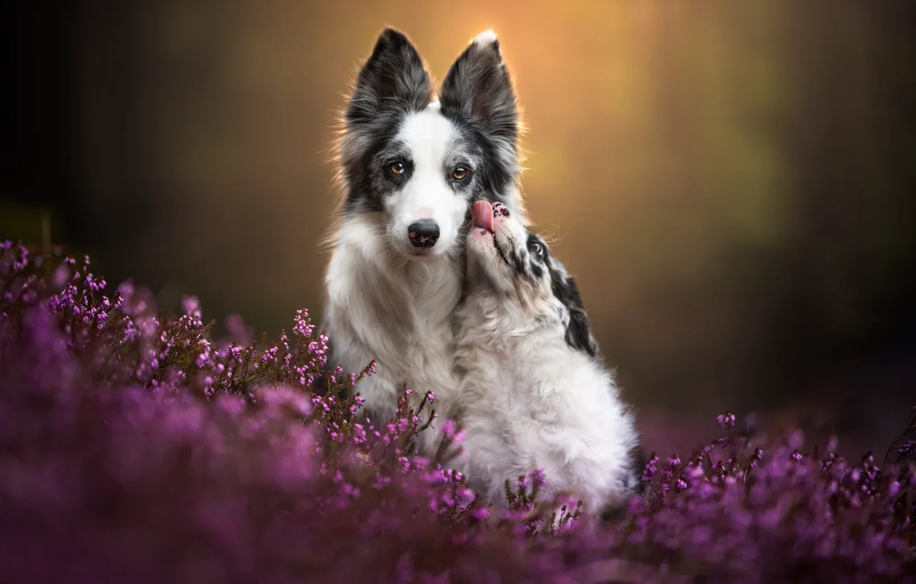 Photo wallpaper language, look, flowers, nature, pose, together, glade, dog