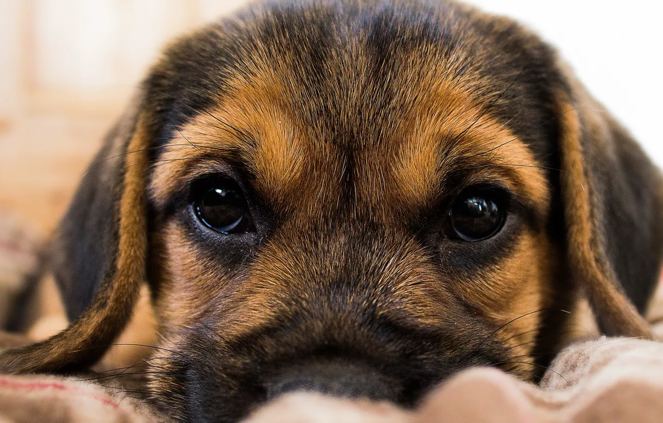 Photo wallpaper look, each, dog