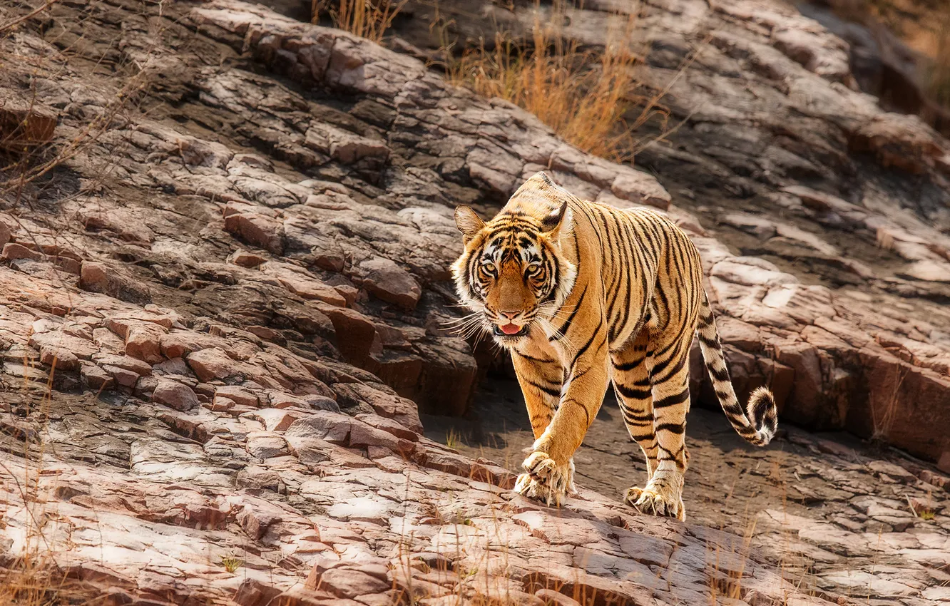 Photo wallpaper look, tiger, rocks, slope, walk, sneaks