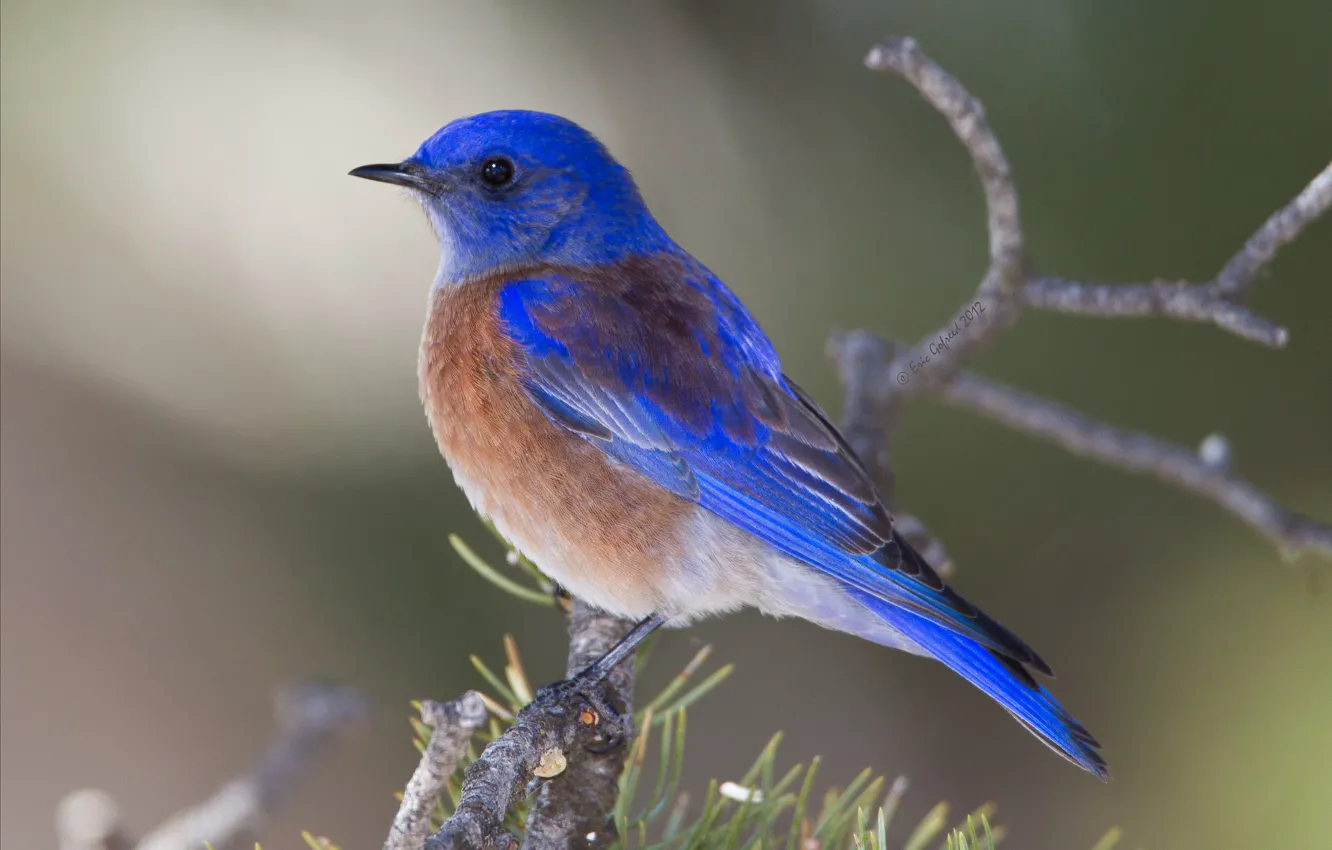 Photo wallpaper branches, bird, beak, tail, Western sialia