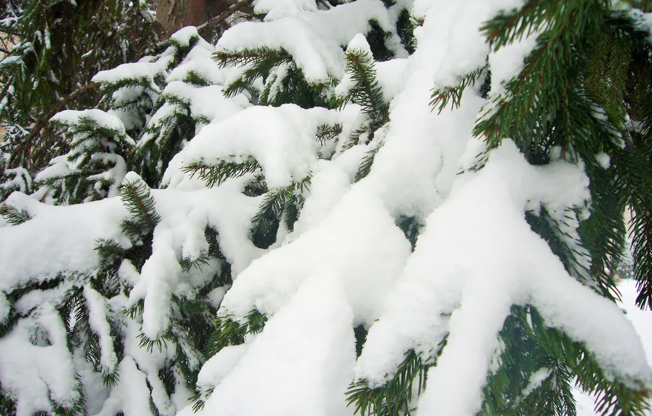 Photo wallpaper winter, snow, tree