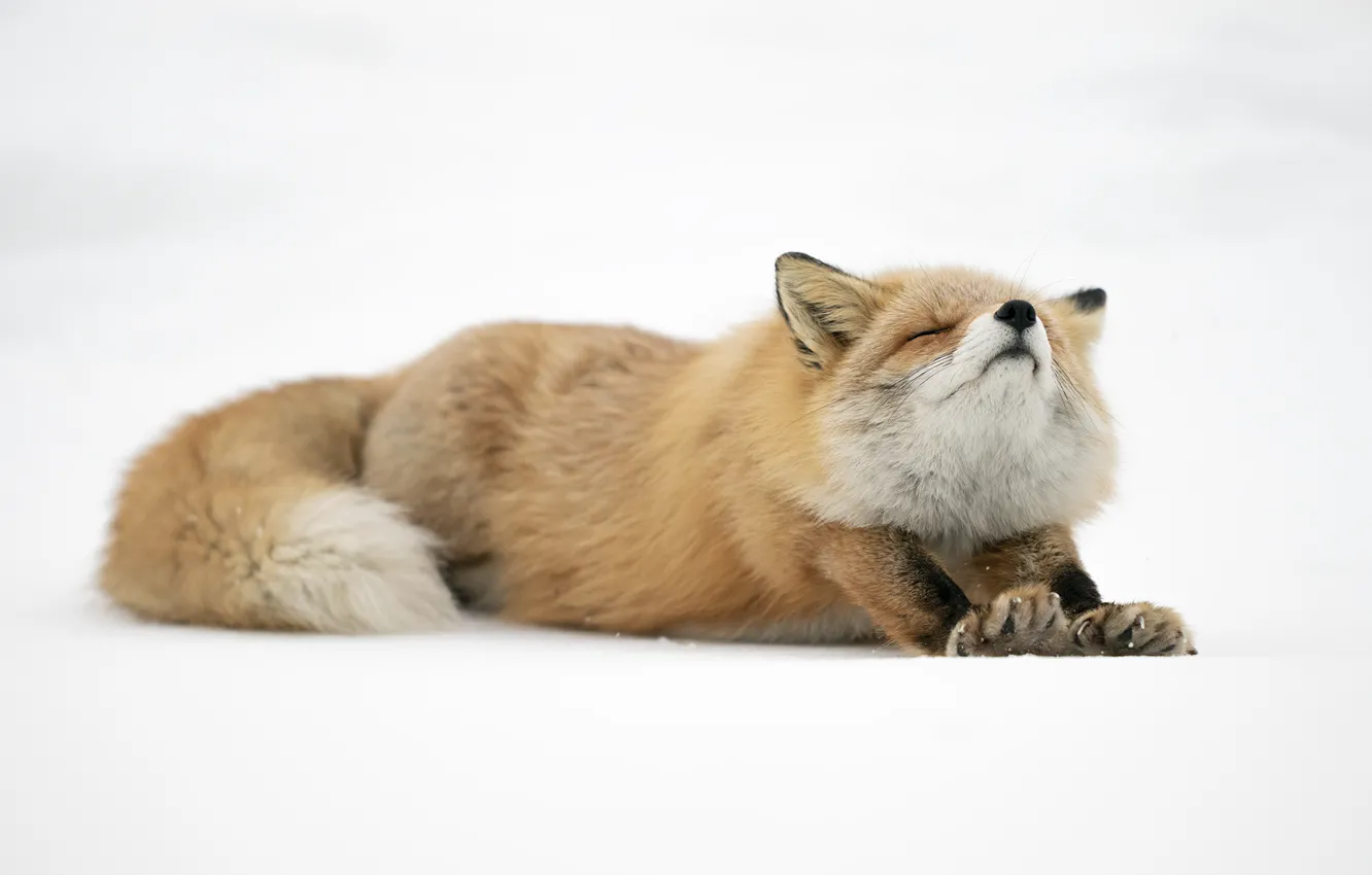 Photo wallpaper winter, snow, pose, legs, Fox, tail, the snow, white background