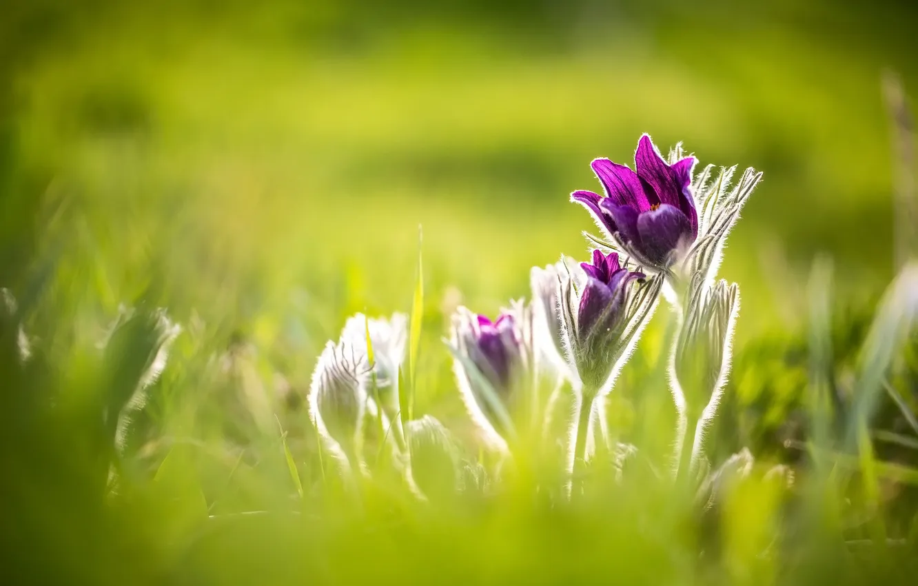 Photo wallpaper meadow, anemones, dream grass