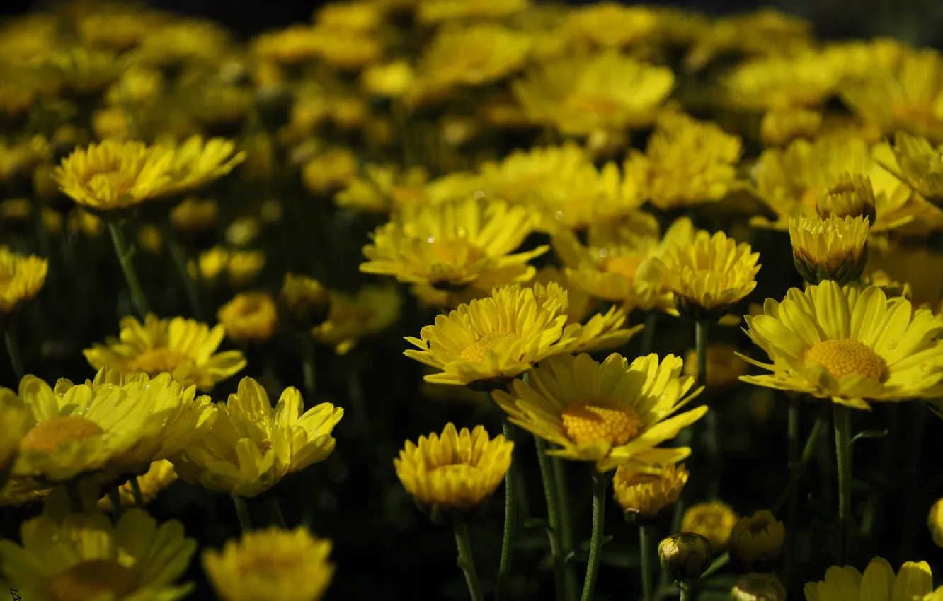 Photo wallpaper flower, flowers, yellow, flower, vecherovsky