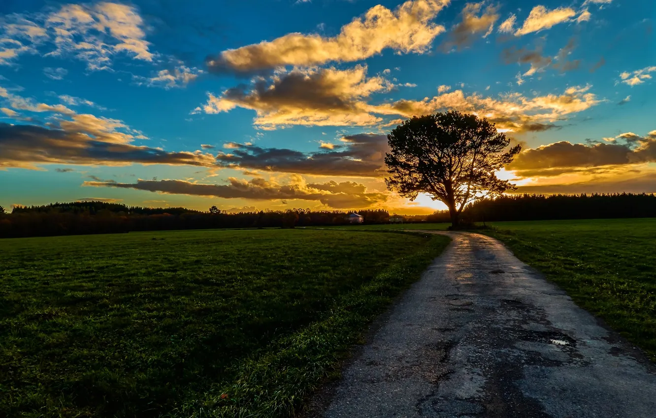 Photo wallpaper road, trees, morning