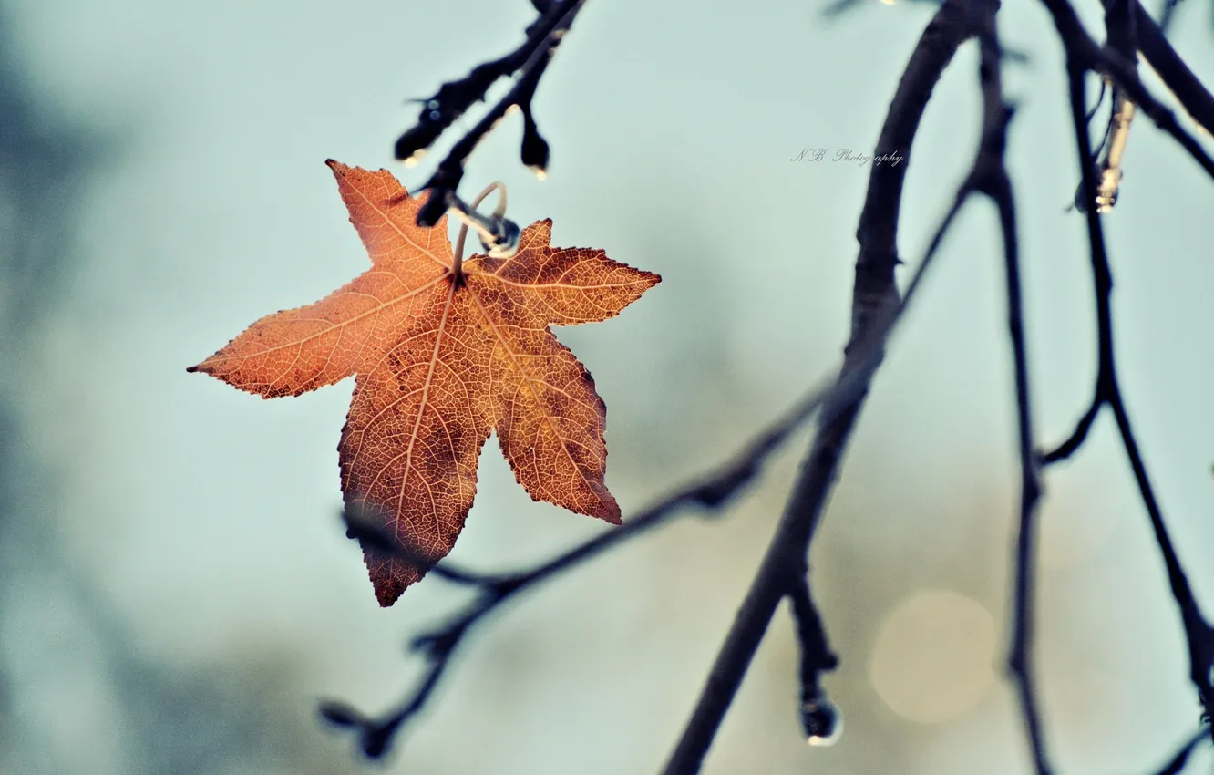 Photo wallpaper leaves, branches, autumn