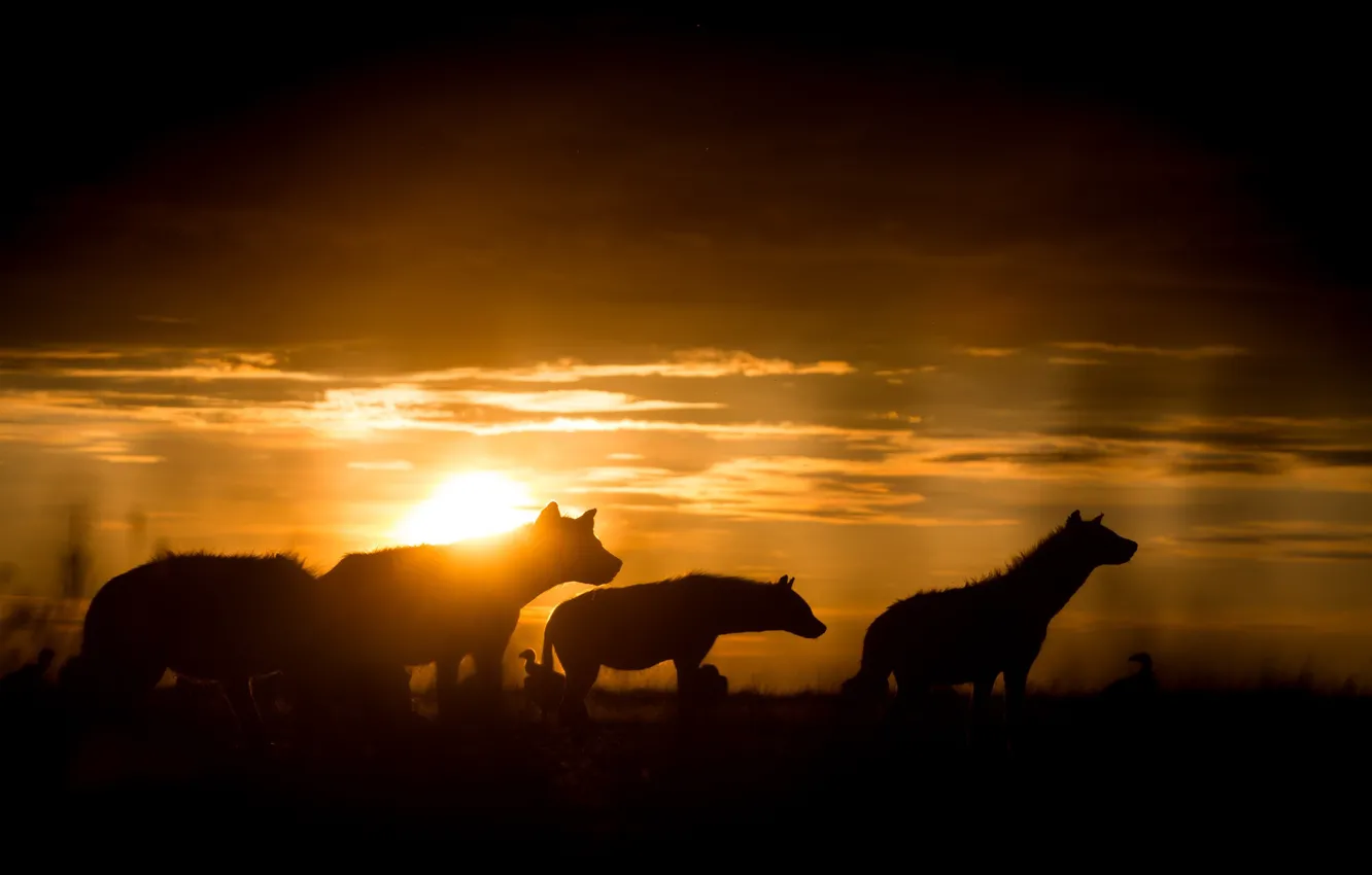 Photo wallpaper sunset, Savannah, hyena