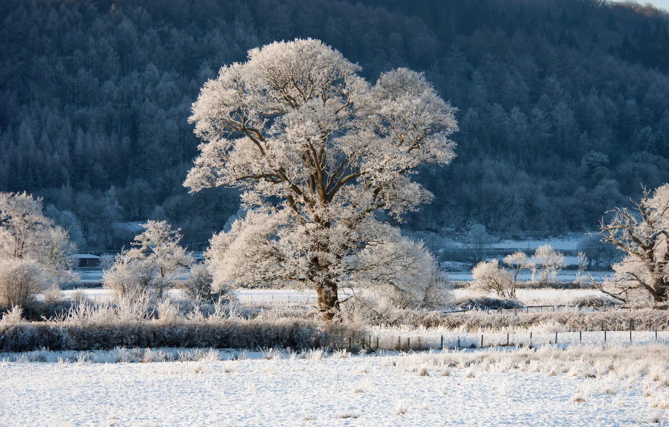 Photo wallpaper winter, frost, forest, snow, trees, hills, fence, slope