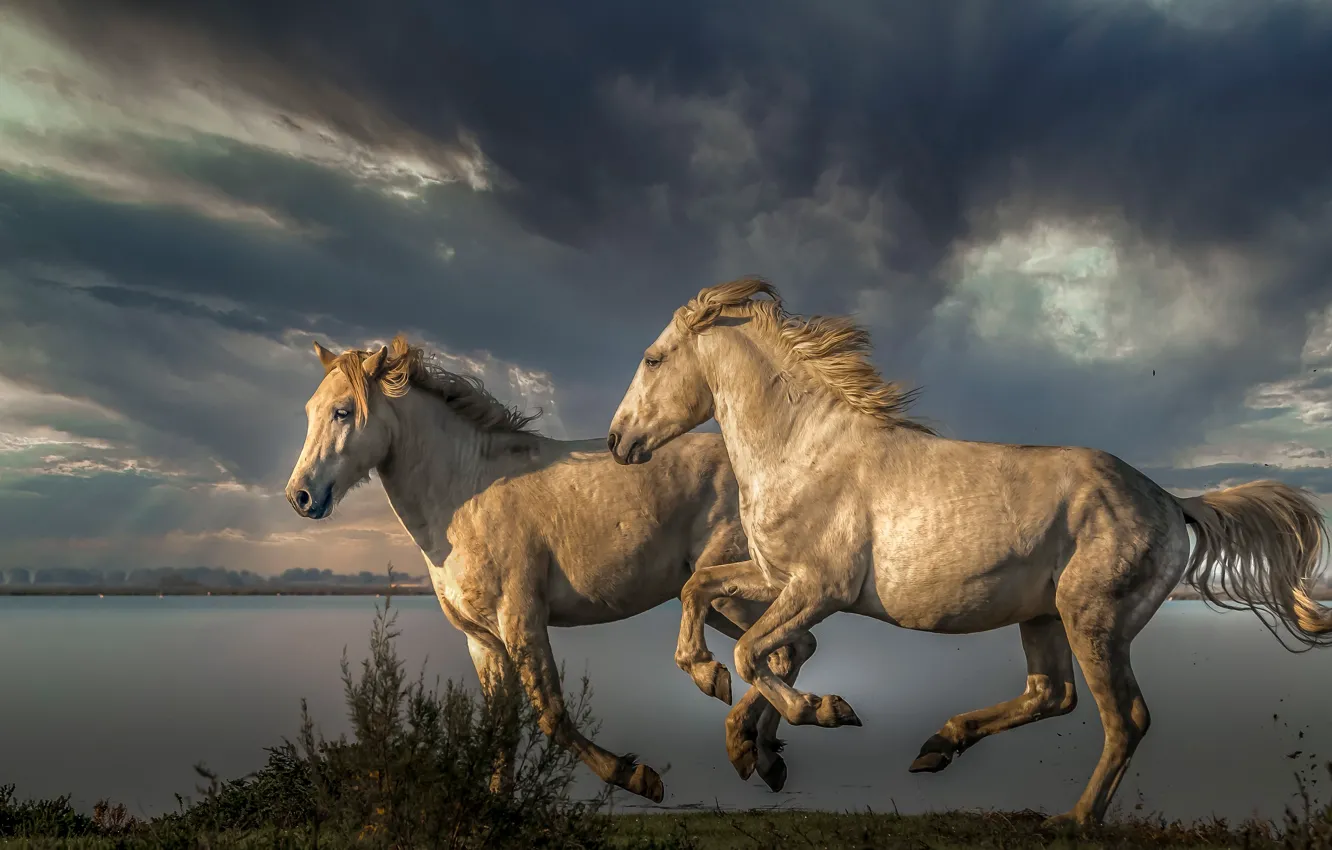 Photo wallpaper horse, horse, running, pair