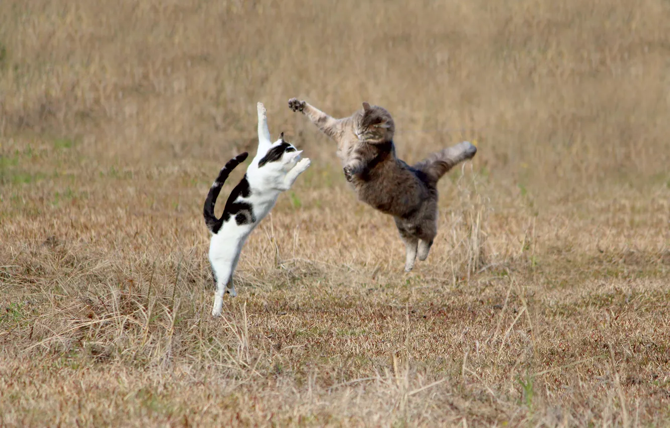 Photo wallpaper cat, grass, cat, jump