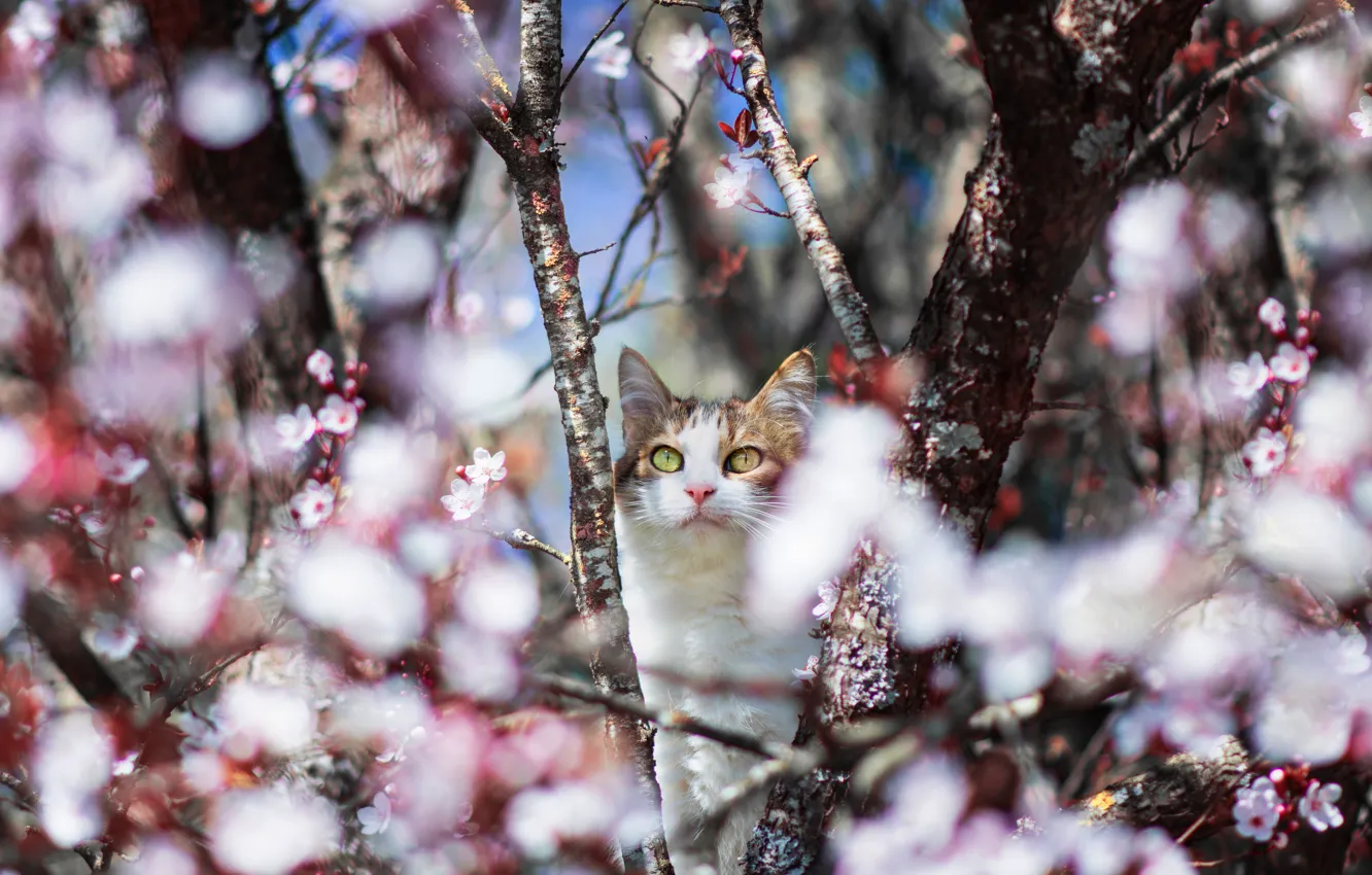 Photo wallpaper cat, cat, look, light, trees, flowers, branches, cherry