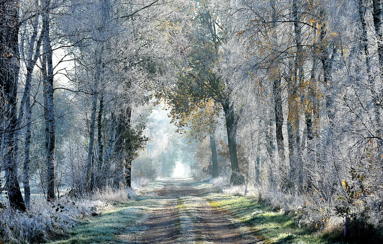 Photo wallpaper forest, road, nature, autumn, frost