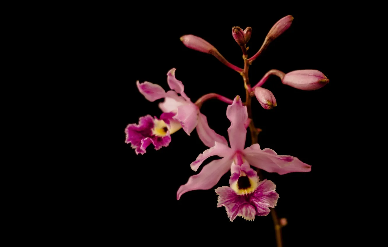 Photo wallpaper flower, macro, bright, the dark background, pink, petals, Orchid, motley