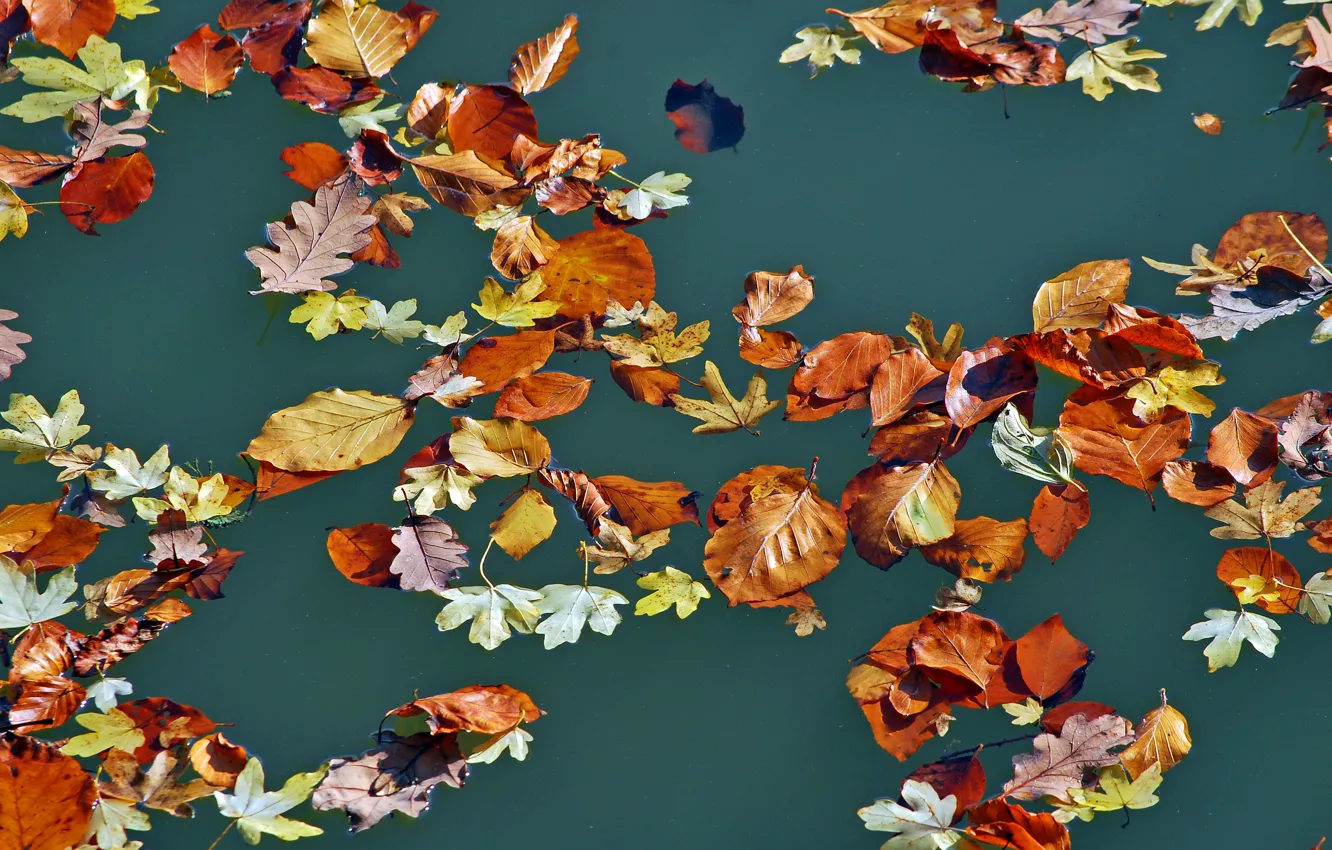 Photo wallpaper autumn, leaves, water