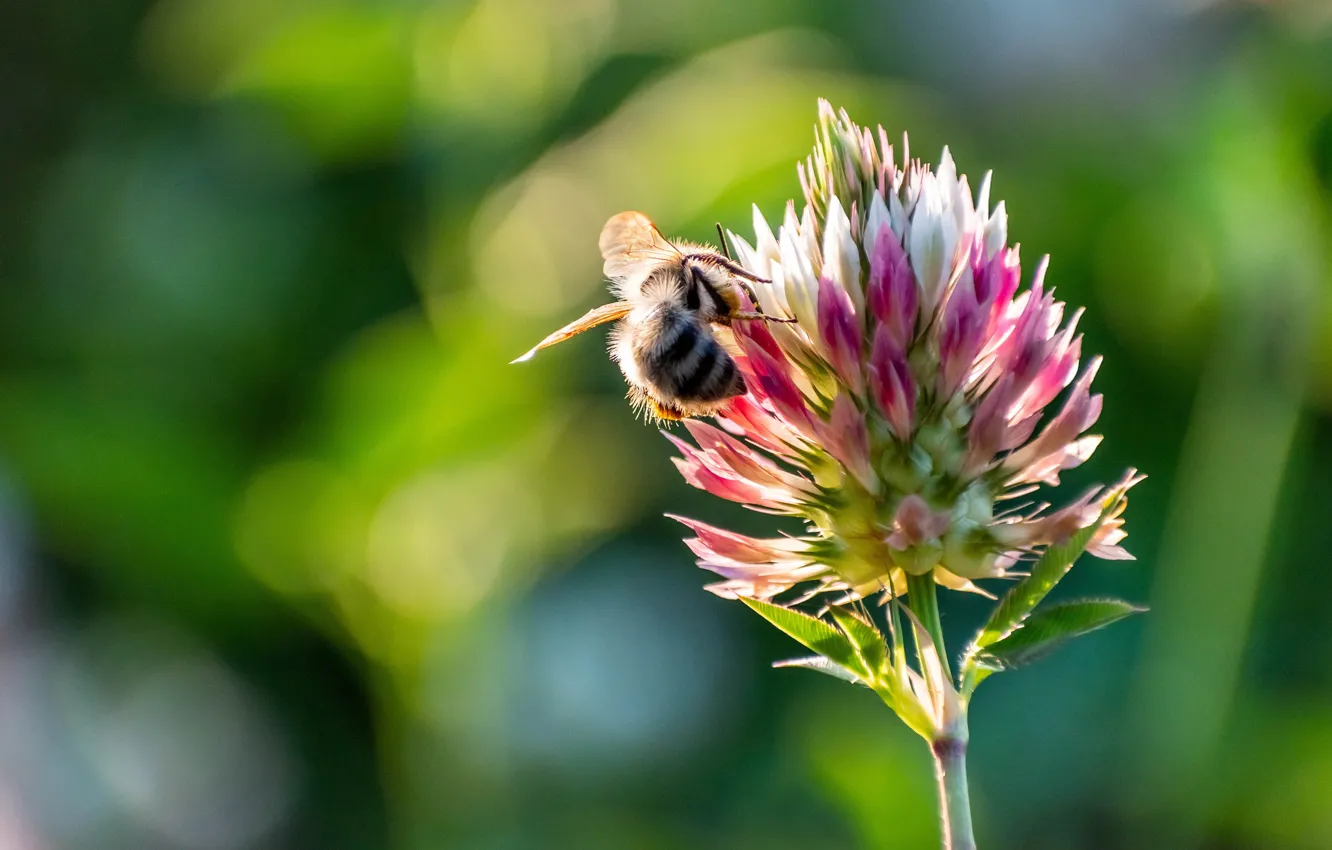 Photo wallpaper summer, macro, light, flowers, bee, spring, clover, bokeh