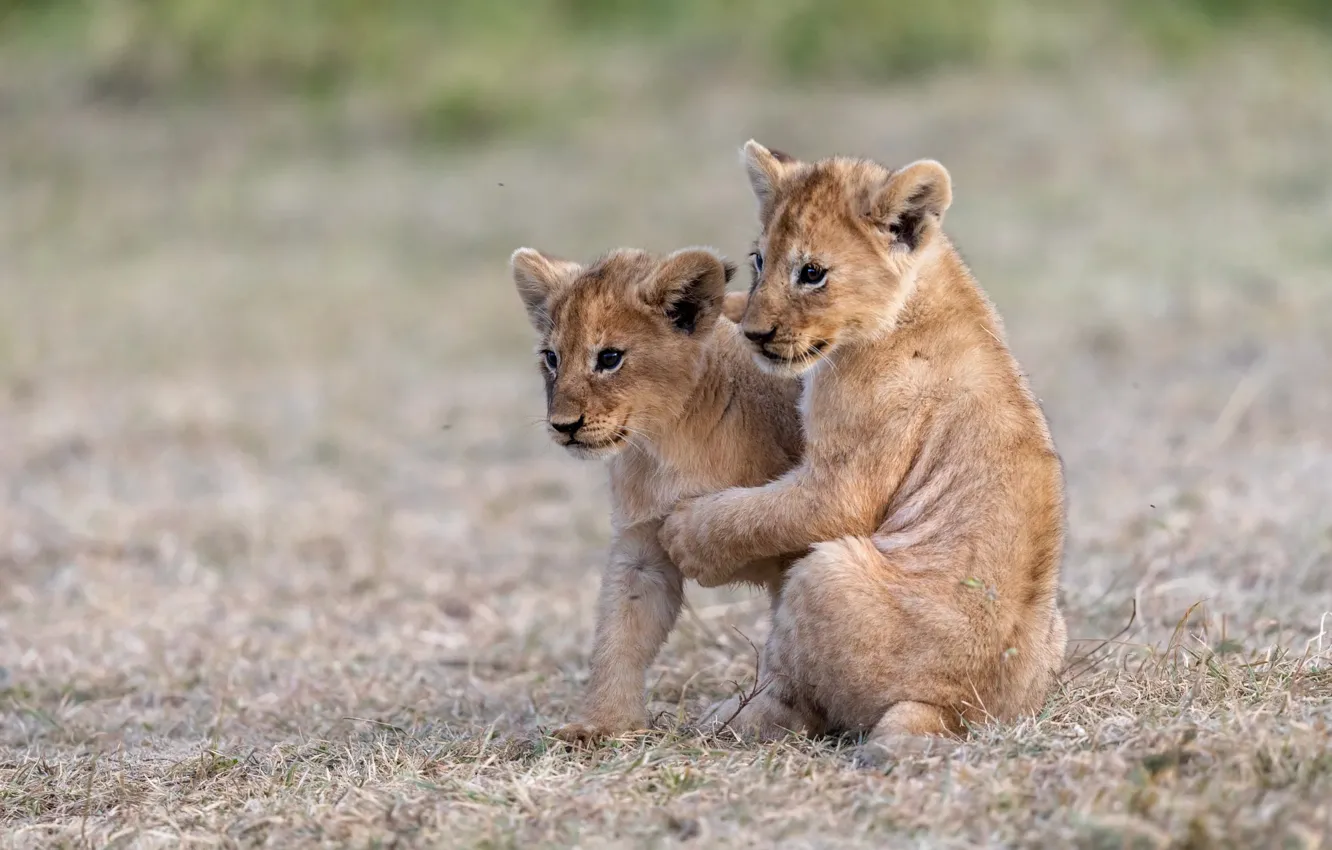 Photo wallpaper nature, baby, pair, the cubs, a couple, lion, two, lion