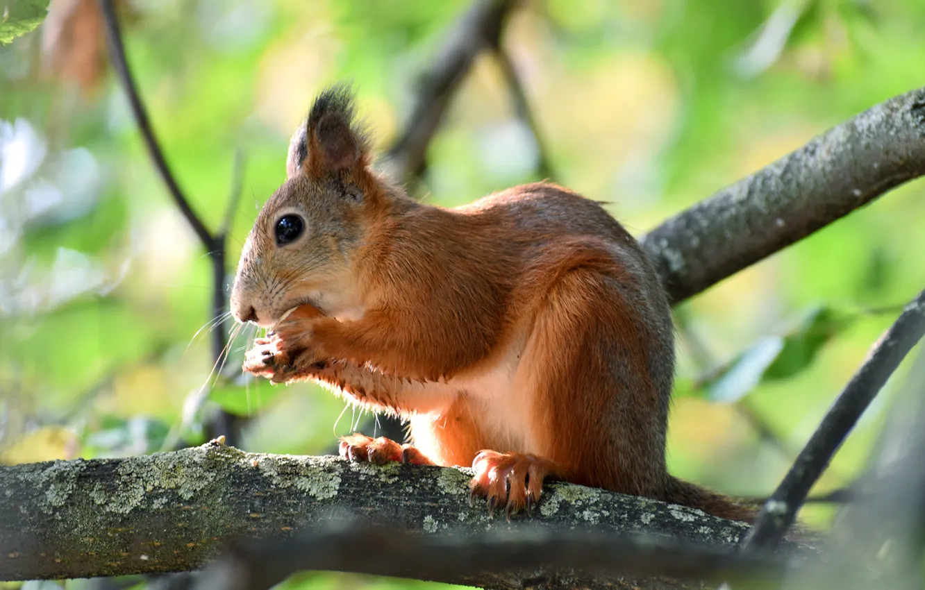 Photo wallpaper branches, nature, animal, walnut, protein, animal, rodent