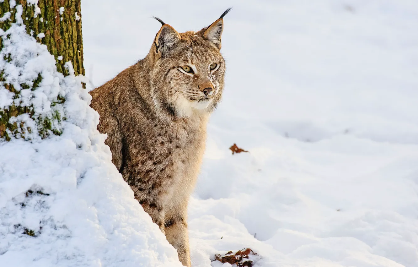 Photo wallpaper winter, snow, lynx