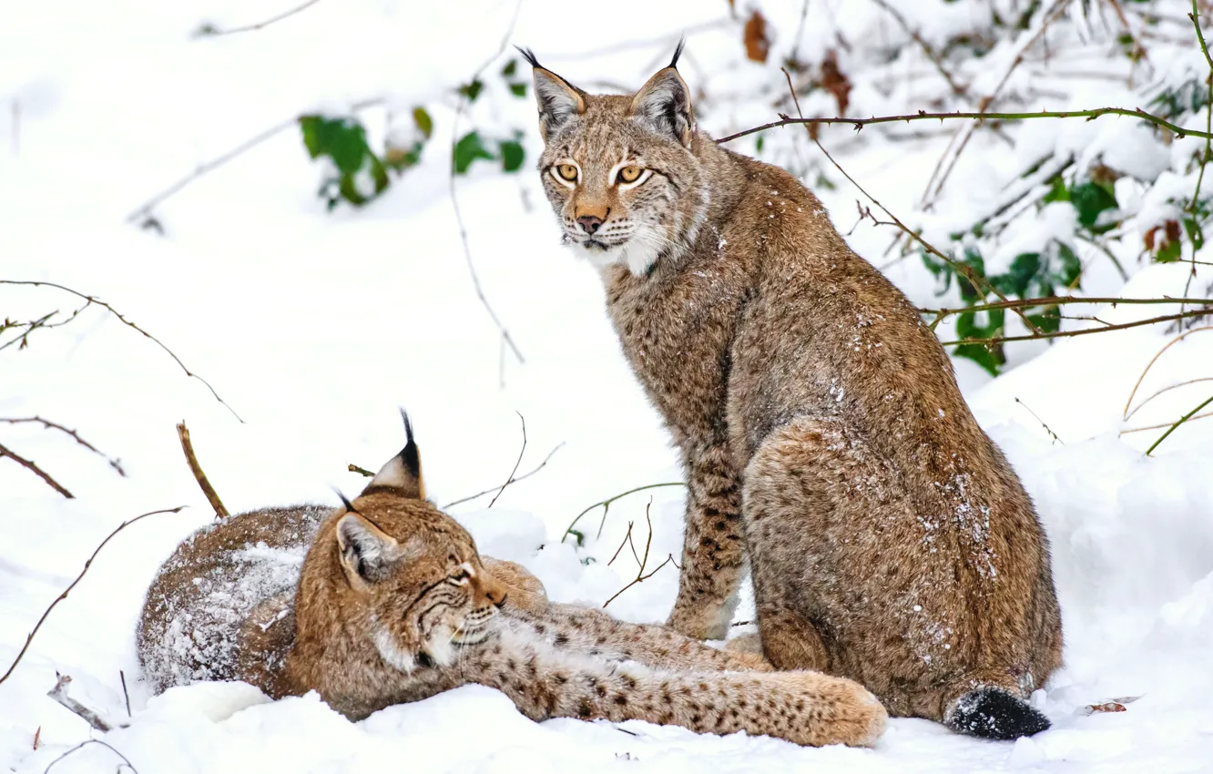 Photo wallpaper winter, snow, lynx, a couple
