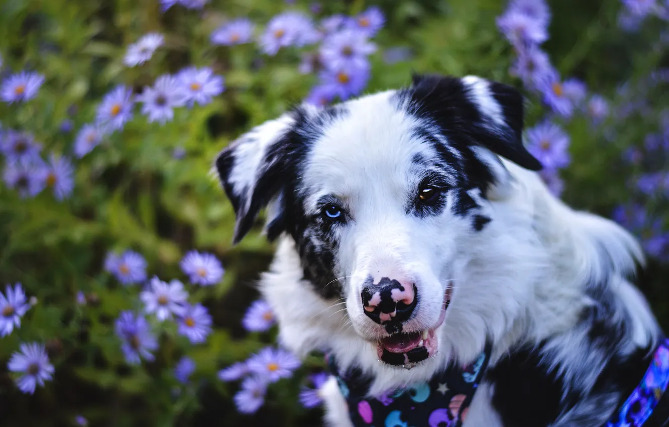 Photo wallpaper summer, look, face, flowers, background, portrait, dog, shawl