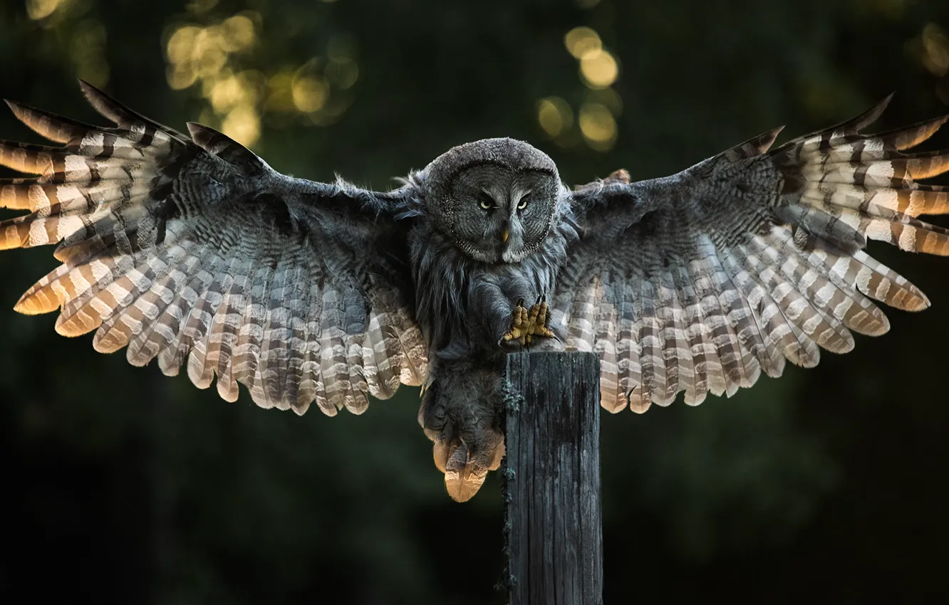 Photo wallpaper light, nature, owl, bird, posts, feathers, claws, bokeh