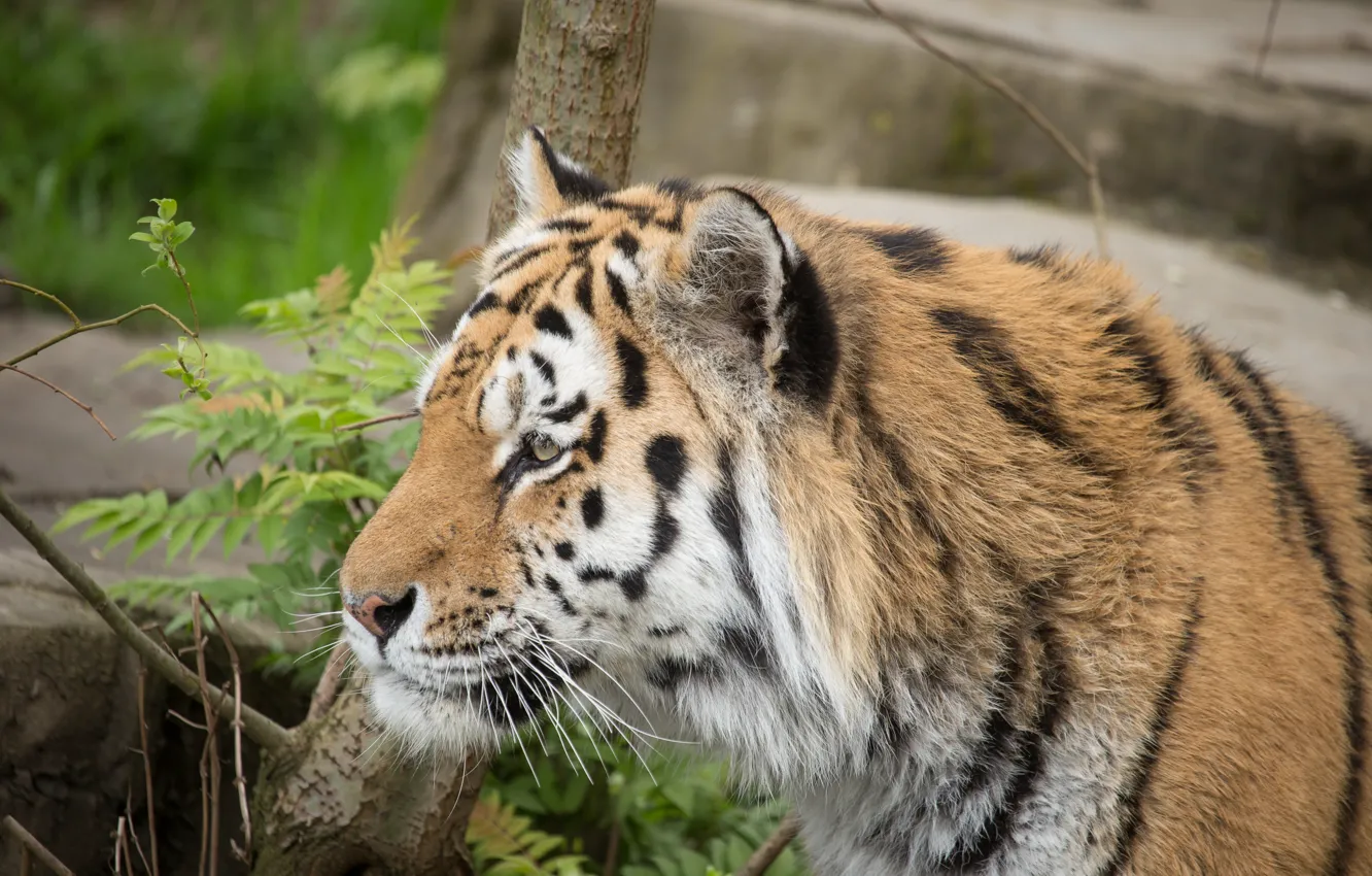 Photo wallpaper cat, face, tiger, profile, Amur