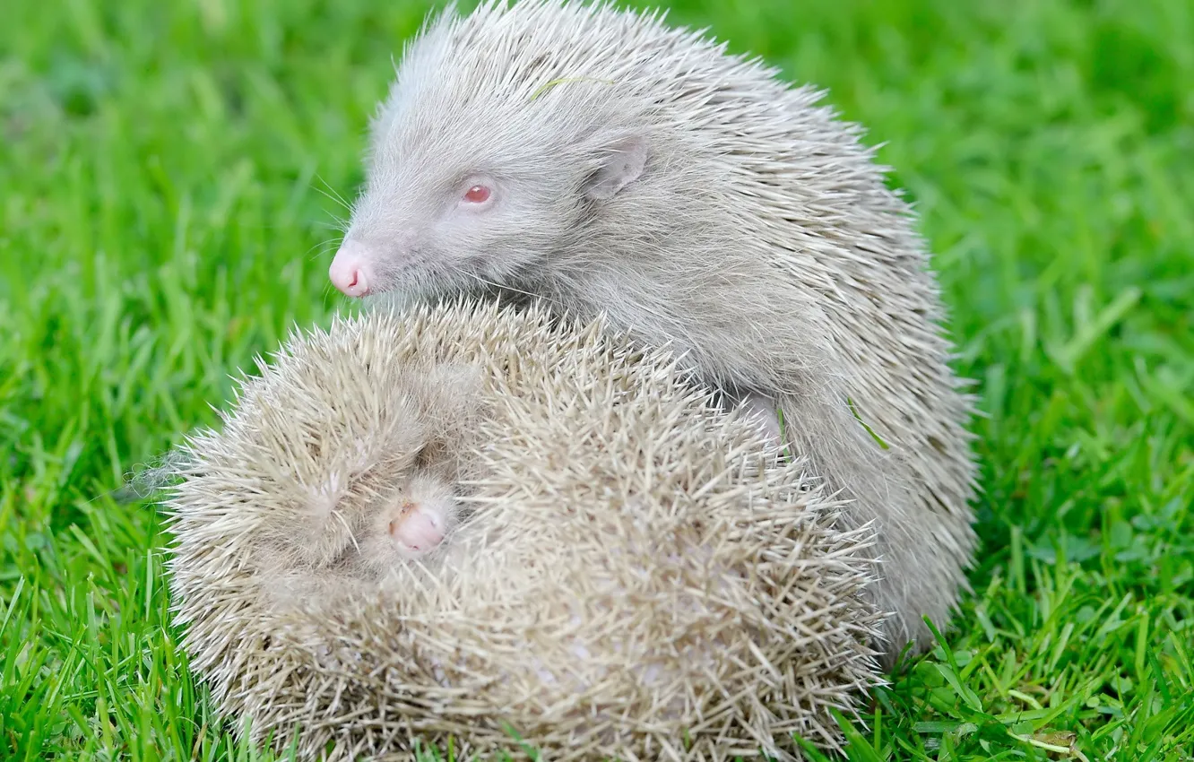Photo wallpaper animals, grass, pair, hedgehogs, Jerzy, albinos, white hedgehogs