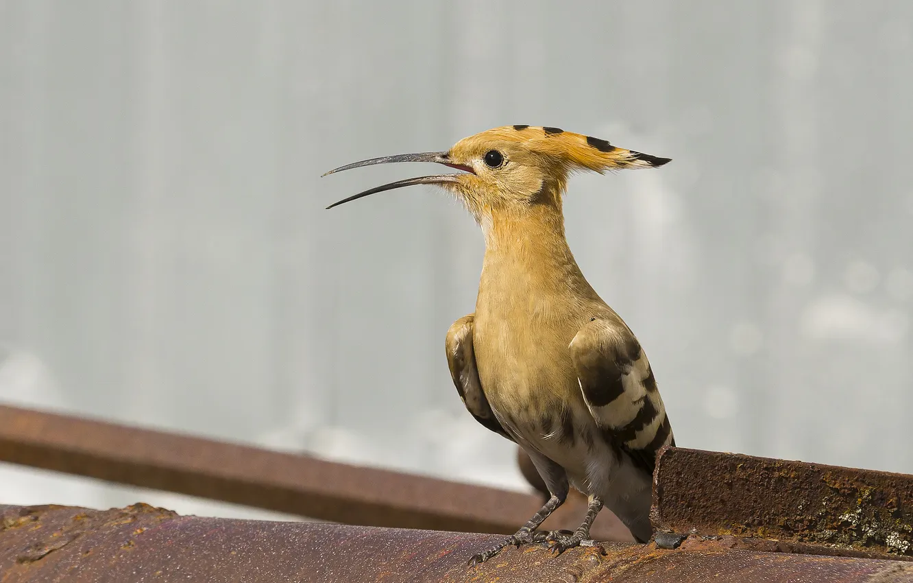 Photo wallpaper bird, beak, bokeh, hoopoe, Valery Chernyak