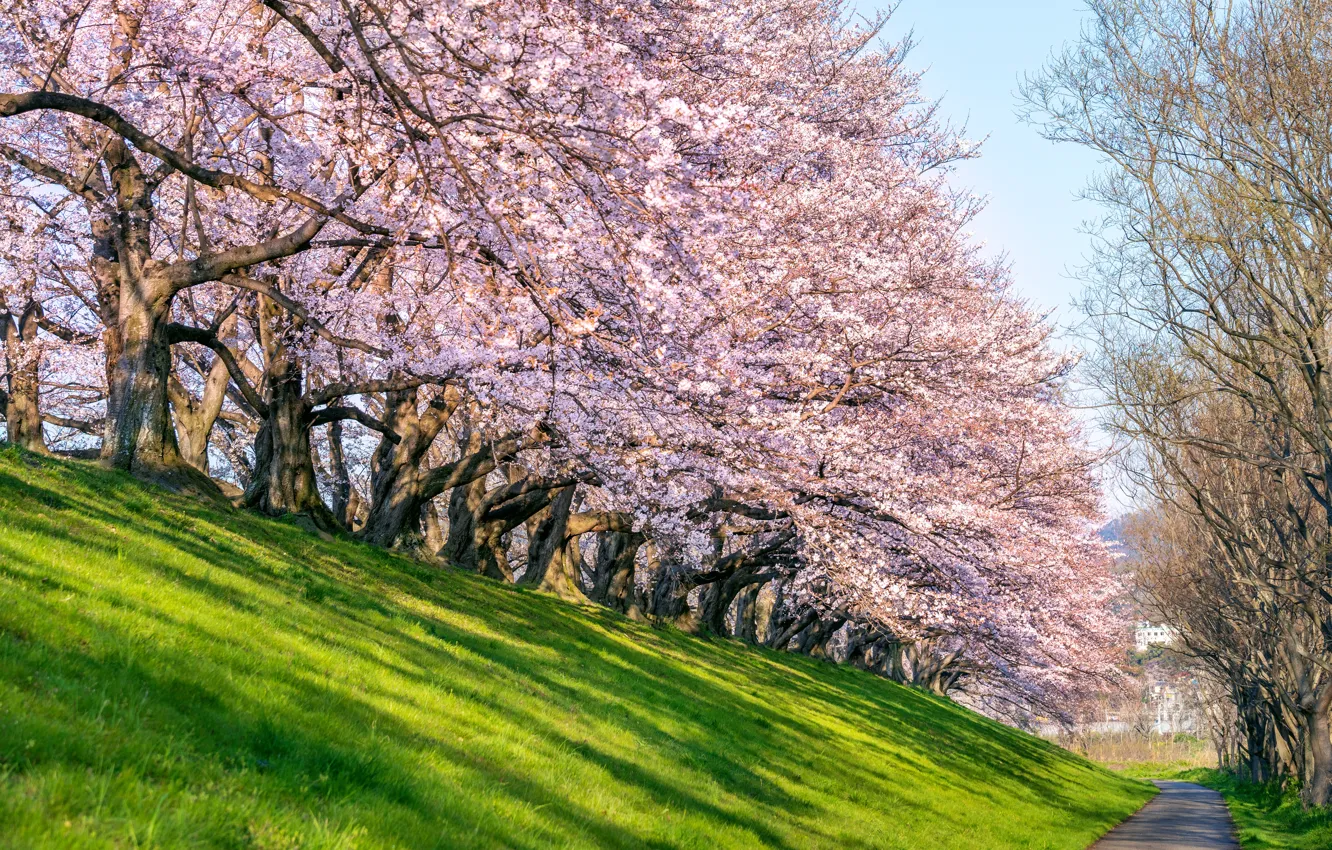 Photo wallpaper cherry, Park, spring, Japan, Sakura, Japan, flowering, landscape