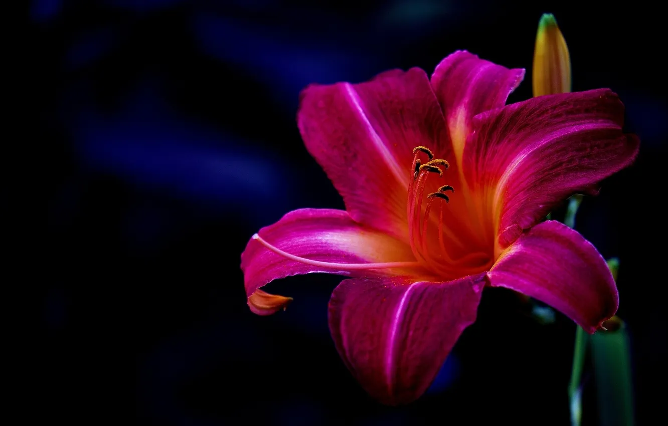 Photo wallpaper macro, Lily, petals