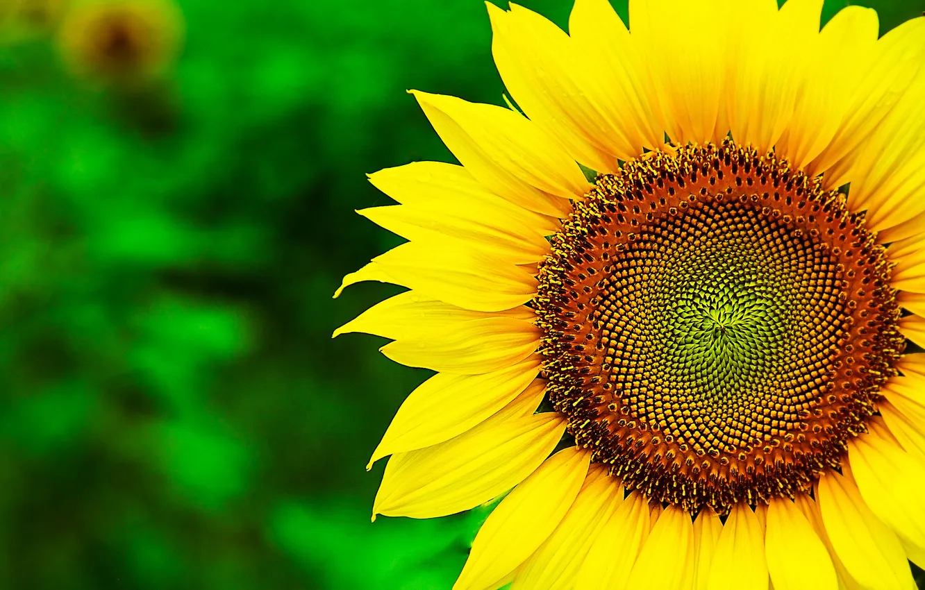 Photo wallpaper summer, macro, sunflowers, flowers, yellow, nature, plant