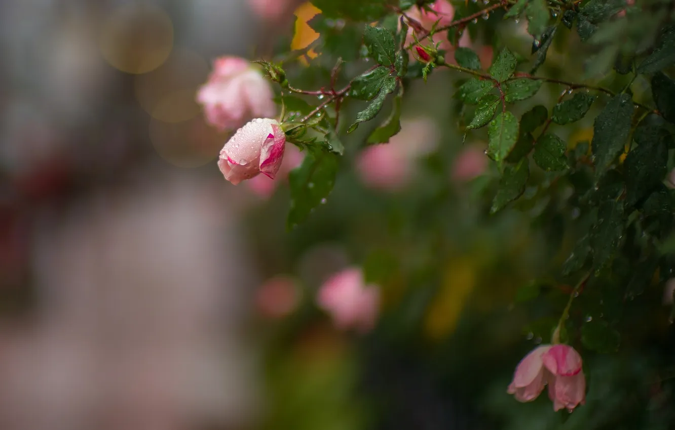 Photo wallpaper drops, roses, buds, bokeh