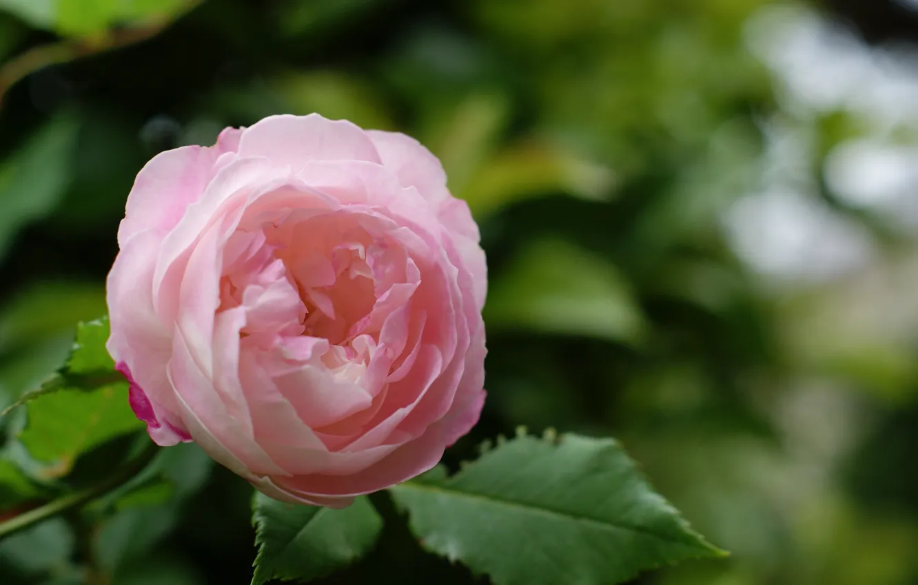 Photo wallpaper greens, leaves, flowers, nature, green, roses, petals, pink