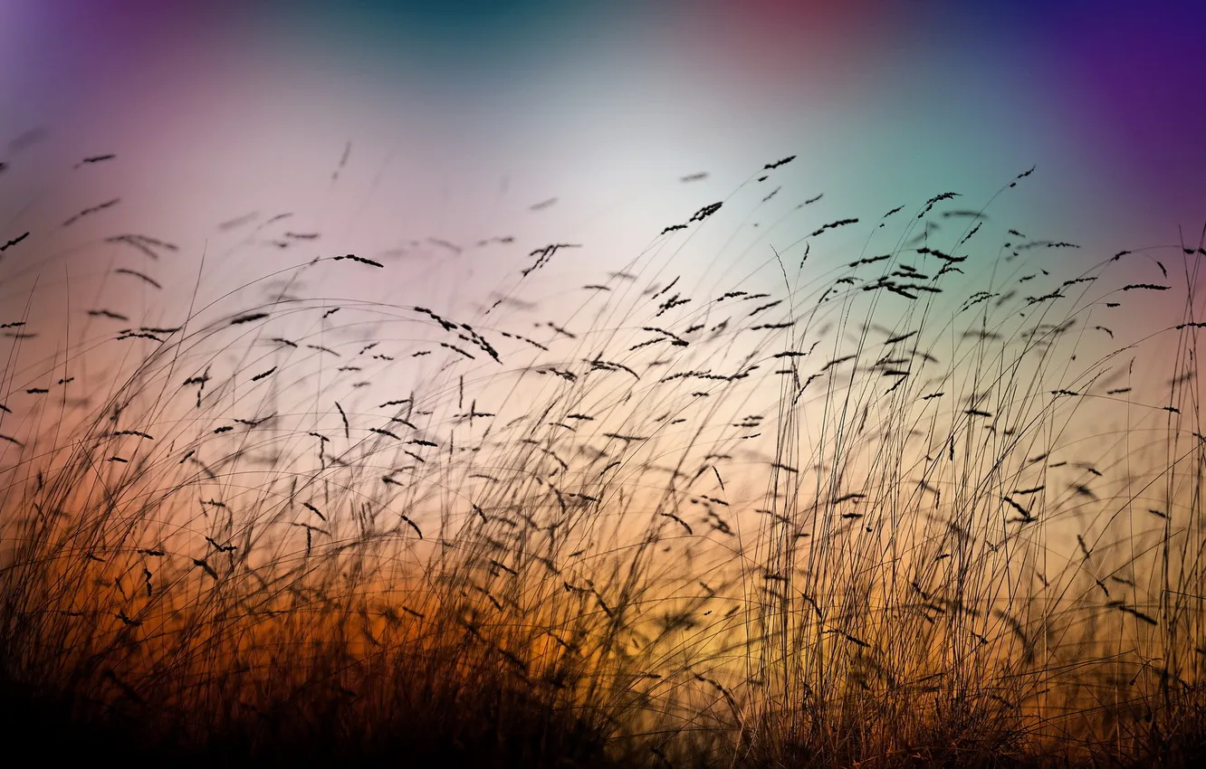 Photo wallpaper grass, macro, nature
