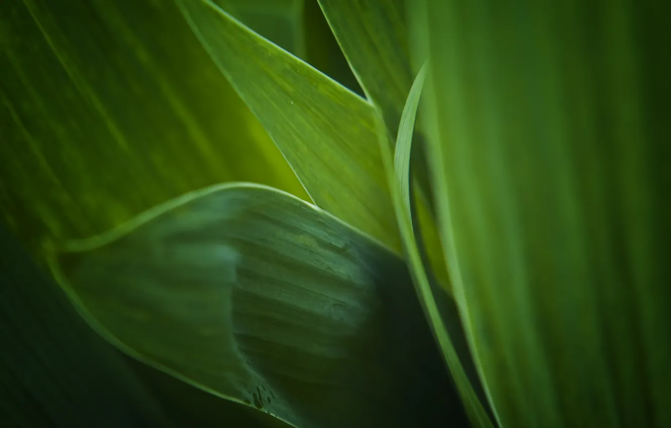 Photo wallpaper greens, leaves, background