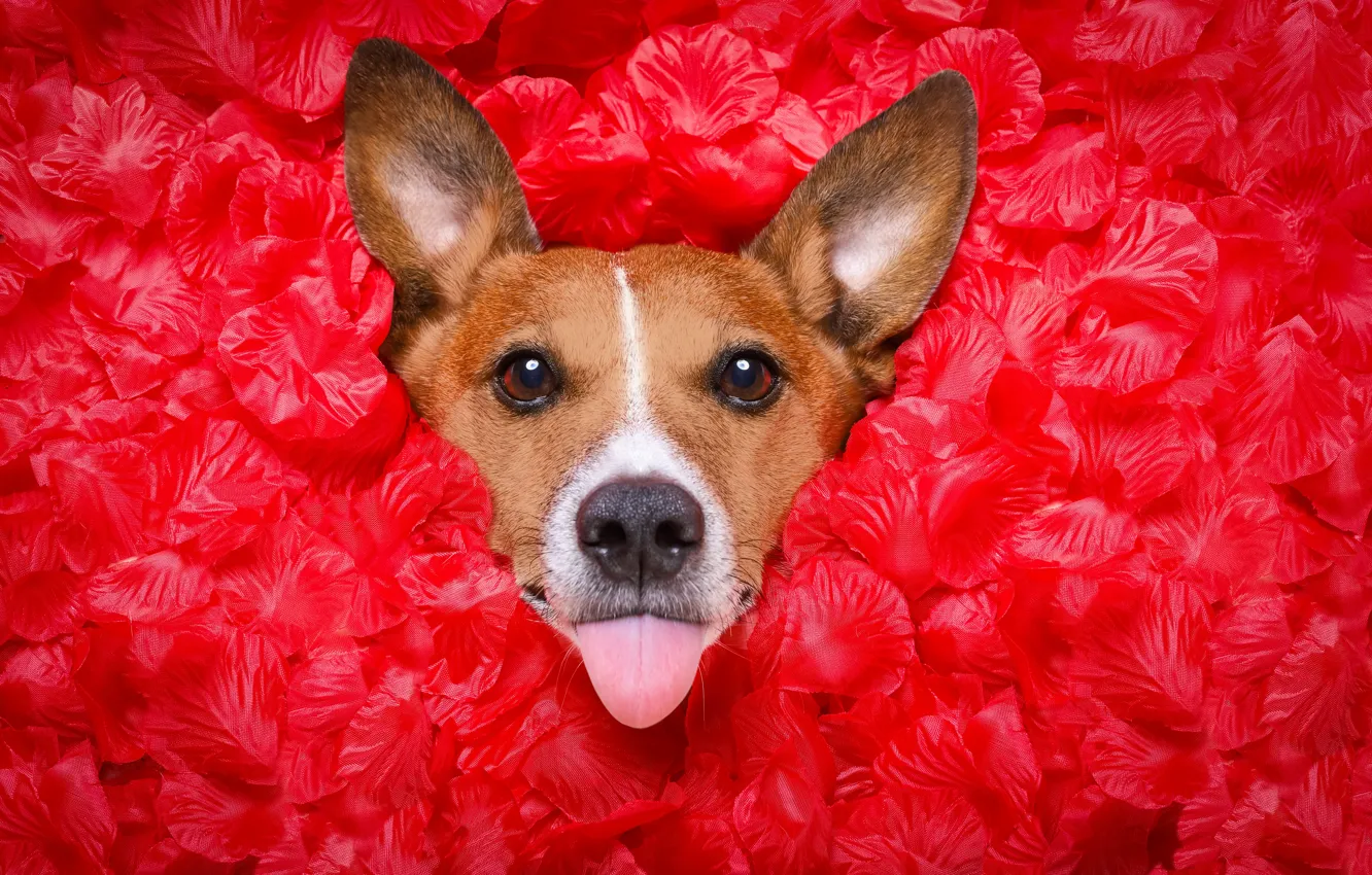 Photo wallpaper language, face, red, background, roses, petals, Jack Russell Terrier